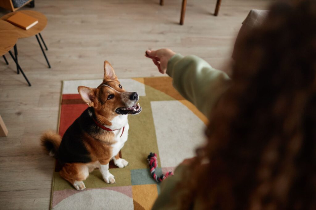 Remove Pet Odor