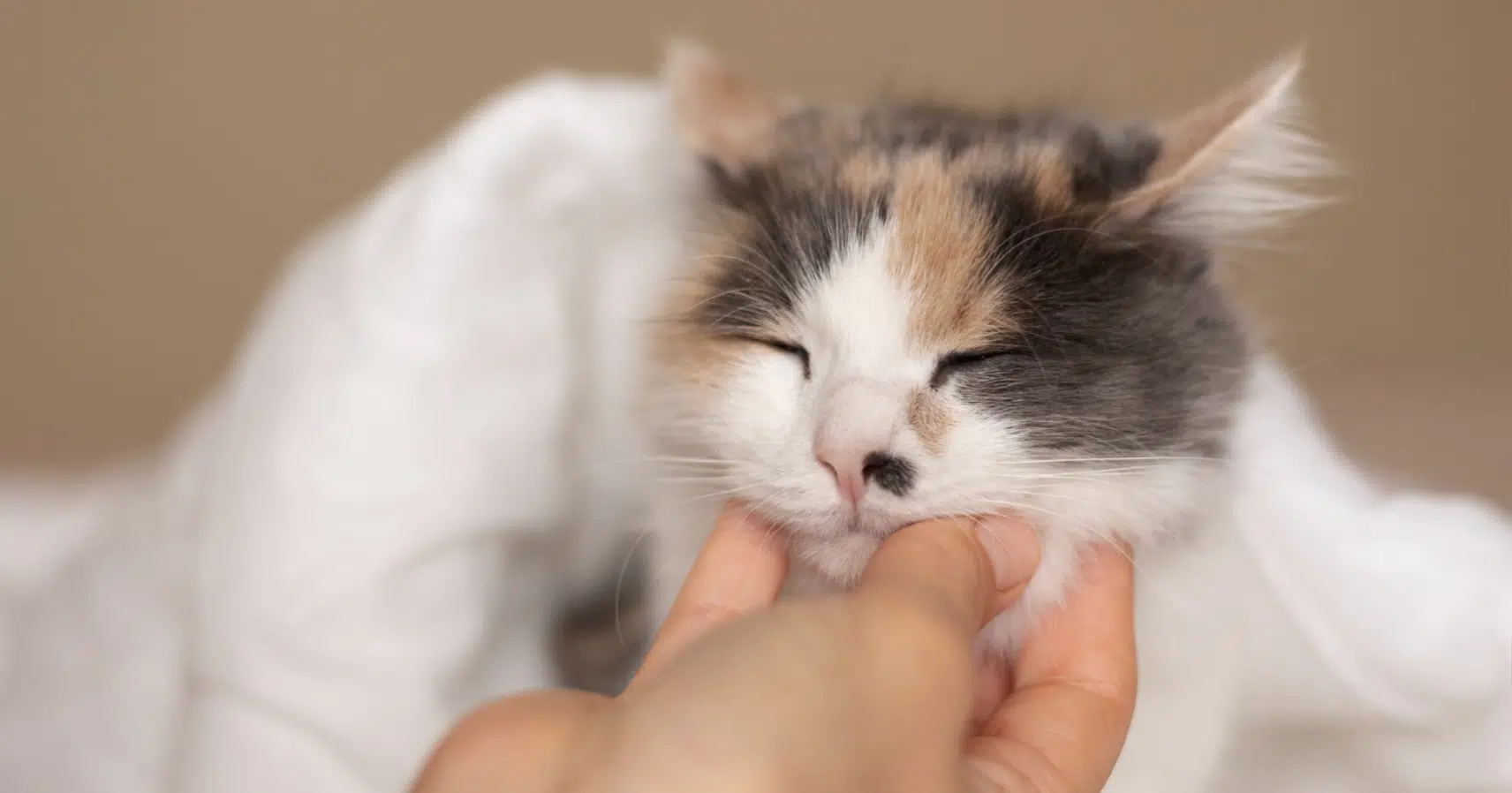 8 Best Hypoallergenic Cat Breeds