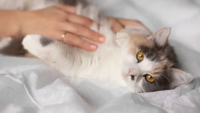 Hypoallergenic Cat