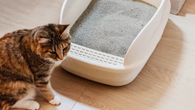 Cat Litter Box Odours