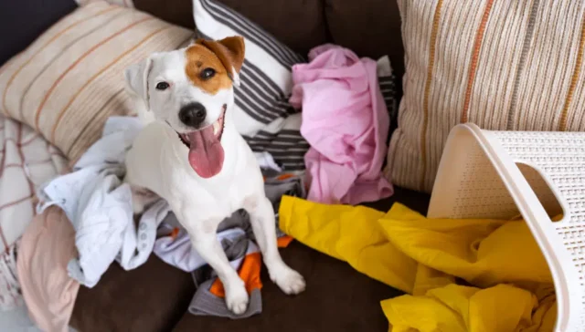 Laundry Tips for Pet Owners with Allergies