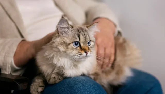 Pet Allergies