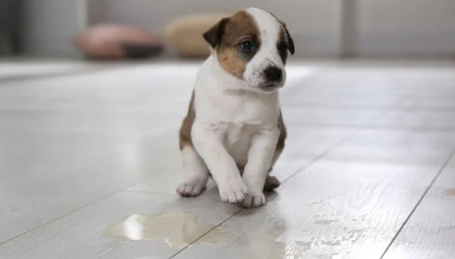 Pet Urine & Accidents