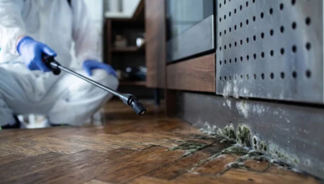 Mould in the Home