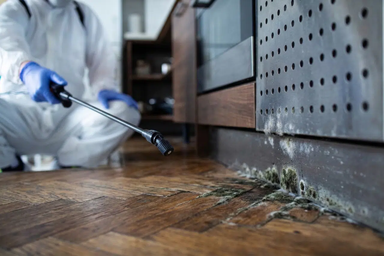 Mould in the Home