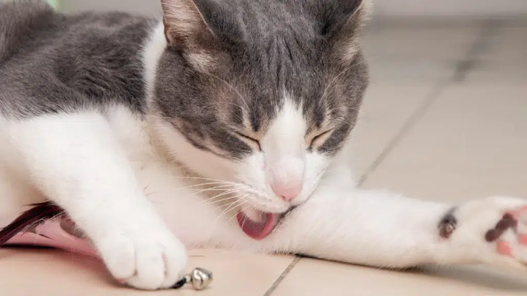 Pet Allergies in the Home