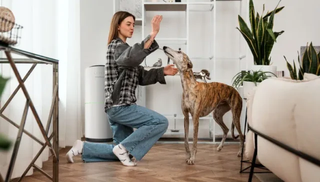 Best Air Purifier for Pet Odours