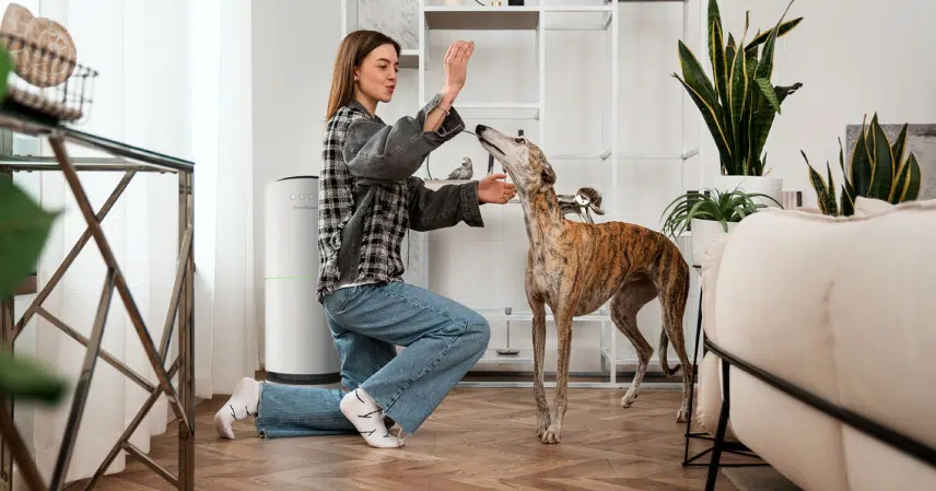Best Air Purifier for Pet Odours