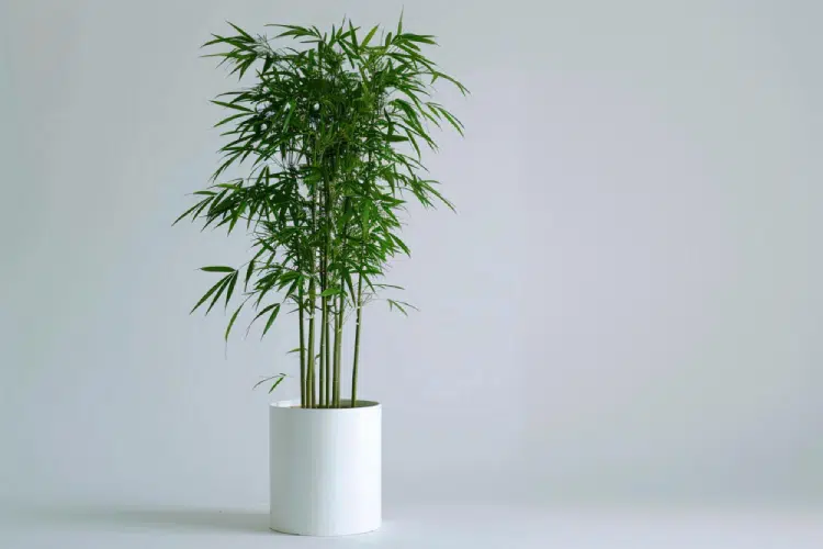 Bamboo Palm