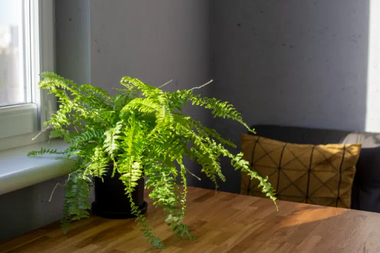 Boston Fern