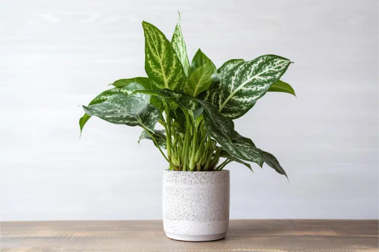 Chinese Evergreen