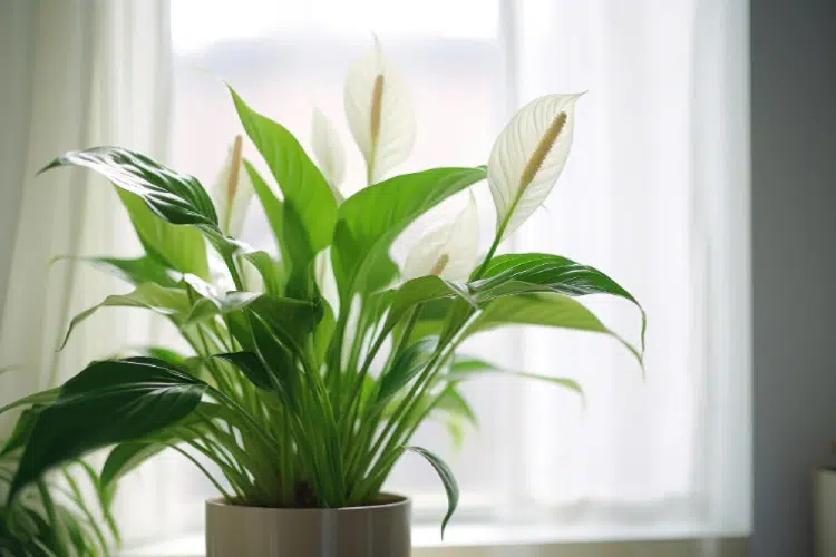 Peace Lily