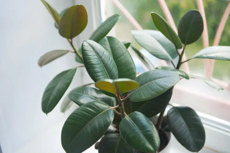 Rubber Plant