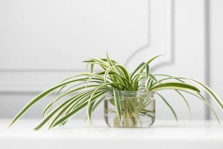 Spider Plant