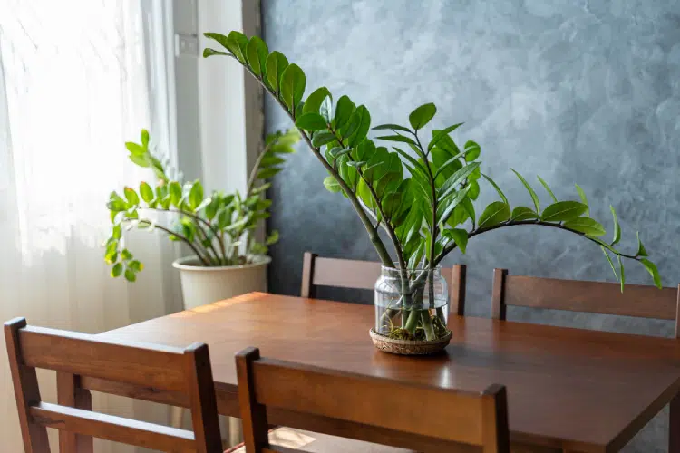 ZZ Plant